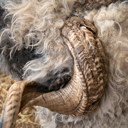  DSC4568 Rams Horn Cannon Hall Farm 4568 Edit